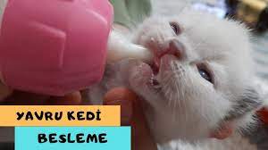 yavru kedi biberonla nasil beslenir lina nin yavrulari kedi yavru kediler biberon