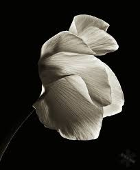 Black And White Flower Photography Photography Flowers Can Be Just So Pretty Can T Wait To Get My Professional Camera Black And White Flowers Black And White Pictures Flowers Photography