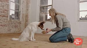 The farmer's dog produce the best raw dog food on the market. The Farmer S Dog Protect Your Fellow Dog Ad Commercial On Tv