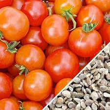 (an old new jersey variety from the campbell soup co.) and marglobe. Tomato Rutgers Indeterminate Seedsnow Com