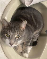 Lost and Found Pets- Cape Breton