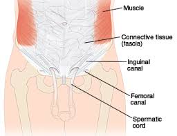 .skeletal muscle smooth muscle cardiac muscle (heart muscle) skeletal muscle skeletal muscles are those which attach to bones and have the gluteus maximus, biceps femoris, semitendinosus, semimembranosus at the back and the adductor or groin muscles (adductor brevis, adductor longus. Abdomen And Groin Anatomy Of The