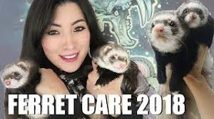Home for ferrets how to take care of ferrets. Ferret Care 2018 How To Care For Pet Ferrets Youtube