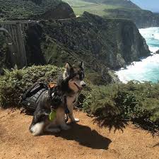 Maybe you would like to learn more about one of these? Dog Friendly Andrew Molera State Park