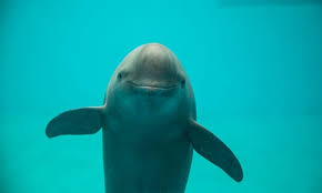 Check spelling or type a new query. China Races To Rescue Rare Yangtze Finless Porpoise Global Times