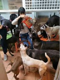We carry over 333 quality brands! Dog Walking In Kaohsiung City With Best Prices On Petbacker