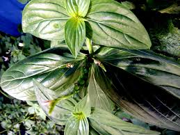 Image result for Spigelia anthelmia