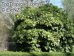 The leaves are opposite, broad lanceolate, 5. Aucuba Japonica Japanese Aucuba Japanese Laurel Toptropicals Com