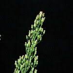 Image result for Eschenbachia stricta