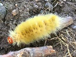 The mature caterpillars are about 2 inches long. Densely Fuzzy Yellow Caterpillar With Tomato Red Head Halysidota Harrisii Bugguide Net