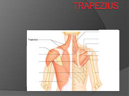 Muscles in your neck and the top part of your back aren't as large, they hold your head high. The Skeletal Muscles There Are About 650 Muscles In The Human Body Ppt Download