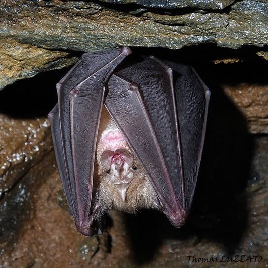 Les Chauves-souris | Groupe Chiroptères Aquitaine