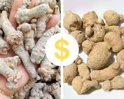 Cách phân biệt tam thất Bắc và tam thất Nam bạn đã biết chưa?