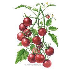 Growing chocolate cherry tomatoes has been overall very gratifying. Chocolate Cherry Pole Cherry Tomato Seeds Vegetables Botanical Interests