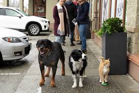 Audience reviews for cats & dogs 3: Cats Dogs 3 Paws Unite