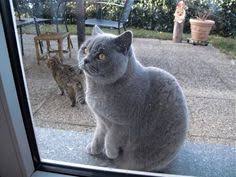 Her Koseye Bir Tane Bundan Cats Animals Vevey