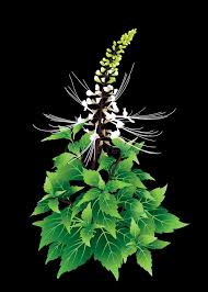 Image result for Orthosiphon schimperi