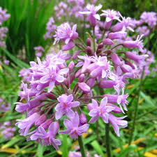 Image result for Tulbaghia cameronii