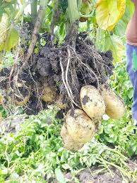 Casa gjomakaj (170 m), ieremia movila (991 meter), casa avram (2 km), pensiunea daiana (2 km), fagilor (2 km). Pensiunea Tara Fagului Sucevita Home Facebook