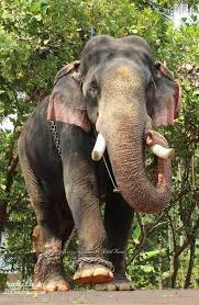 He had won ithithanam gajamela also. Mangalamkunnu Karnan Photos Facebook