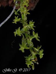 Image result for Diaphananthe