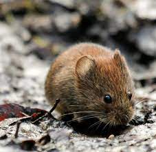 How do people get hantavirus infection? Hantavirus In Deutschland Warum Die Gefahr Dieses Jahr So Hoch Ist Welt