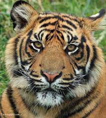 صور نمر pet tiger tiger facts cat care