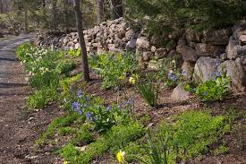 Guilford Ct Garden In West Woods Driveway Landscaping Garden Native Plants