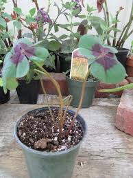 Image result for Oxalis tetraphylla
