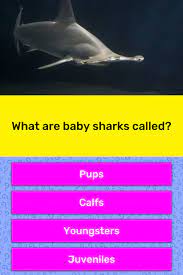 What Are Baby Sharks Called Trivia Answers Quizzclub