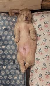 Our little cream girl 💖