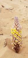 Image result for Cistanche tinctoria