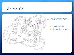 The animal cells have an organized nucleus with a nuclear envelope. Plant Animal Cells Ppt