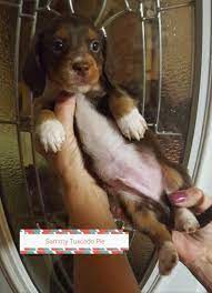 Welcome to central illinois miniature dachshunds! Miniature Dachshund Puppy For Sale Adoption Rescue For Sale In Springfield Ohio Classified Americanlisted Com