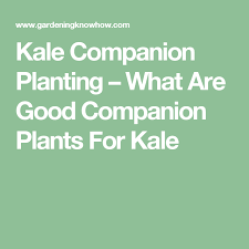 Kale Companion Plants Learn About Plants That Grow Well