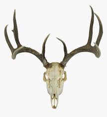 Deer Skull Drawing Earth Clipart Deer Skull Transparent Background Hd Png Download Transparent Png Image Pngitem Forest deer on a transparent background. deer skull drawing earth clipart deer