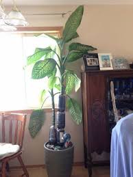 Shortening And Propagating A Huge Dieffenbachia Amoena 7 Steps With Pictures Dieffenbachia Houseplant Dumb Cane Plant Plants