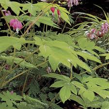 Best for the shaded border or woodland garden. Gold Heart Bleeding Heart Finegardening