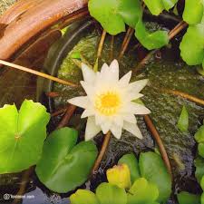 Beautiful pictures of flowers free download. Beautiful Flowers Images Free Download Flower Wallpaper Images