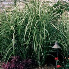 Image result for Miscanthus violaceus