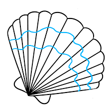How To Draw A Seashell Really Easy Drawing Tutorial Draw it and put it to your ear and listen for the sound of the ocean (or get ink all over your ears!) with award winning illustrator, shoo rayner, who has. how to draw a seashell really easy