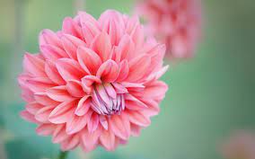 Bokeh Dahlia Free Wallpaper Hd Tuffboys Com Flowers Flower Meanings Peony Flower Meaning