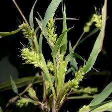 Image result for Setaria lindenbergiana