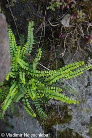 Image result for sleziník Asplenium
