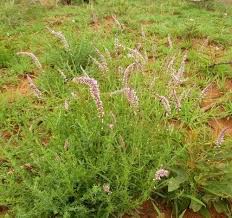 Image result for Hermbstaedtia