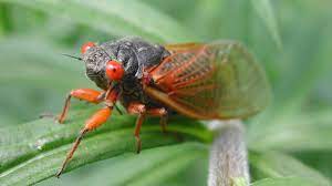 Cicada mania is dedicated to teaching you about cicada insects, their life cycle & life span, how they make their sound, what they eat and what eats them, and when they'll next arrive. Will Cicadas Affect My Electricity Price Electric
