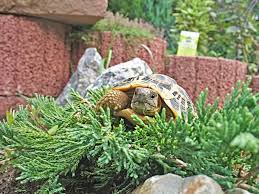 Pflanzen Fur Schildkrotengehege Schildkrotengehege Schildkrote Gehege Und Schildkrote