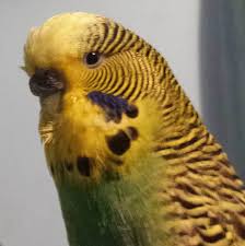 Bird Videos For Cats To Watch Online Watch The Best Youtube Videos Online Cute Little Birdy Bellathebudgie Birds Birdsofinstagram Birds Birding Animals Animal Pet Budgies Bird Animals