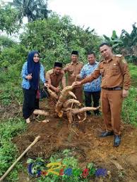 Download mp3 tanam tanam ubi dan video mp4 gratis. Goriau Tanam Ubi Petani Bagan Sinembah Bisa Panen 35 Kilogram Per Batang