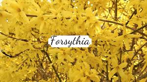 Check spelling or type a new query. Forsythia Yellow Bush Spring England British Filipina Youtube
